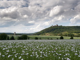 Zebrak and Tocnik Castles from across a Poppy Field, Tocnik, Stredocesko, Czech Republic, Europe Photographic Print by Richard Nebesky
