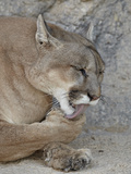 Mountain Lion (Puma Concolor), Living Desert Zoo and Gardens State Park, New Mexico, USA Photographic Print by James Hager
