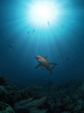 Caribbean Reef Shark (Carcharhinus Perezii) with Sun Seen from Below, Roatan, Bay Islands, Honduras Photographic Print by Antonio Busiello