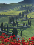 Winding Road and Poppies, Montichiello, Tuscany, Italy, Europe Photographie par Angelo Cavalli