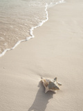 Conch Shell Washed Up on Grace Bay Beach, Providenciales, Turks and Caicos Islands, West Indies Photographic Print by Kim Walker