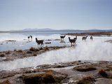 Llamas Standing in a Steaming Hot Lagoon at Dawn, Eduardo Avaroa National Park Photographic Print by Phil Clarke-Hill