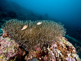 Anemone Reef Scene at Nalusuan Marine Sanctuary, Cebu, Philippines, Southeast Asia, Asia Photographic Print by Lisa Collins