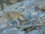 Leopard (Panthera Paradus) Walking across a Rocky Kopje, Namibia, Africa Photographie par Kim Walker