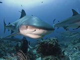 Caribbean Reef Shark (Carcharhinus Perezii) Swimming with Diver, Roatan, Bay Islands, Honduras Photographic Print by Antonio Busiello