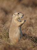 Blacktail Prairie Dog (Cynomys Ludovicianus), Theodore Roosevelt National Park, North Dakota, USA Photographic Print by James Hager