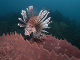 Lionfish (Pterois Volitans) and Giant Barrel Sponge (Xestospongia Muta), Roatan, Honduras Photographic Print by Antonio Busiello