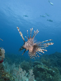 Lionfish (Pterois Volitans), Roatan, Bay Islands, Honduras, Caribbean, Central America Photographic Print by Antonio Busiello