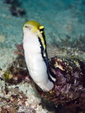 Shorthead Fangblenny (Petroscirtes Breviceps), Inside a Coral Encrusted Bottle, Philippines Photographic Print by Lisa Collins