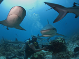 Diver Swimming with Caribbean Reef Shark (Carcharhinus Perezii), Roatan, Bay Islands, Honduras Photographic Print by Antonio Busiello