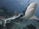 Caribbean Reef Shark (Carcharhinus Perezii), Roatan, Bay Islands, Honduras, Caribbean Photographic Print by Antonio Busiello