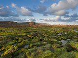 Seaweed Covered Rocks at Sunrise on Widemouth Bay, Cornwall, England, United Kingdom, Europe Photographic Print by Ian Egner