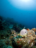 Smooth Trunkfish (Lactophrys Triqueter), Foureye Butterflyfish (Chaetodon Capistratus), St Lucia Photographic Print by Lisa Collins