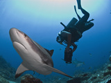 Diver Swimming with Caribbean Reef Shark (Carcharhinus Perezii), Roatan, Bay Islands, Honduras Photographic Print by Antonio Busiello