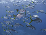 Horse-Eye Jack (Caranx Latus), Roatan, Bay Islands, Honduras, Caribbean, Central America Photographic Print by Antonio Busiello
