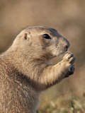 Blacktail Prairie Dog (Cynomys Ludovicianus), Theodore Roosevelt Nat'l Park, North Dakota, USA Photographic Print by James Hager