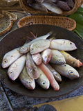 Steelyard Balance Containing Mediterranean Reef Fish, Italy Photographic Print by Nico Tondini