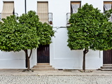 Orange Trees in Ronda Street, Ronda, Andalucia, Spain, Europe Photographic Print by Giles Bracher