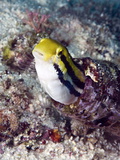 Shorthead Fangblenny (Petroscirtes Breviceps), Inside a Coral Encrusted Bottle, Philippines Photographic Print by Lisa Collins