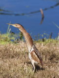 Little Bittern (Ixobrychus Minutus), Intaka Island Wetland Centre, Cape Town, South Africa Photographic Print by Ann & Steve Toon