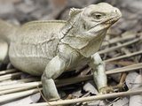 Rock Iguana Endemic to Country, Iguana Island, Turks and Caicos Islands, West Indies Photographic Print by Kim Walker