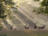 Deer in Morning Mist, Woburn Abbey Park, Woburn, Bedfordshire, England, United Kingdom, Europe Photographic Print by Stuart Black