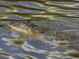 American Alligator (Alligator Mississippiensis), Everglades, UNESCO World Heritage Site, Florida US Photographic Print by Michael DeFreitas