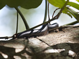 Giant Millipede (Gonibregmatus Plurimipes), Fiji, Pacific Islands, Pacific Photographic Print by Matthew Frost