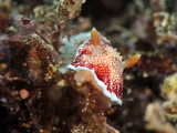 Undescribed Chromodoris Sp 7 Nudibranch, Philippines, Southeast Asia, Asia Photographic Print by Lisa Collins