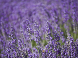 Lavender Field, Lordington Lavender Farm, Lordington, West Sussex, England, United Kingdom, Europe Photographic Print by Jean Brooks
