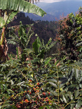 Blue Mountain Coffee Beans, Lime Tree Coffee Plantation, Blue Mountains, Jamaica, West Indies Photographic Print by Ethel Davies