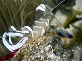 Commensal Shrimp (Periclimenes Brevicarpalis), Philippines, Southeast Asia, Asia Photographic Print by Lisa Collins