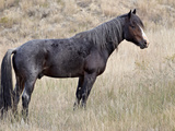 Wild Horse (Equus Caballus) Stallion, Theodore Roosevelt National Park, North Dakota, USA Photographic Print by James Hager