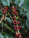 Blue Mountain Coffee Beans, Lime Tree Coffee Plantation, Blue Mountains, Jamaica, West Indies Photographic Print by Ethel Davies