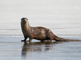 River Otter (Lutra Canadensis) on Frozen Yellowstone Lake, Yellowstone National Park, Wyoming, USA Photographic Print by James Hager