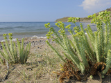 Sea Spurge (Euphorbia Paralias) Clumps in Coastal Sand Dunes, Lesbos (Lesvos), Greece Photographic Print by Nick Upton