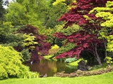 Acer Trees and Pond in Sunshine, Gardens of Villa Melzi, Bellagio, Lake Como, Lombardy, Italy Photographic Print by Peter Barritt