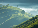 Early Morning Mist over Tea Plantations, Near Munnar, Kerala, India, Asia Photographic Print by Stuart Black