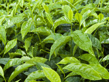 Tea Shrub, Near Munnar, Kerala, India, Asia Photographic Print by Stuart Black