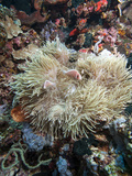 Pink Anemonefish (Amphiprion Perideraion), Sulawesi, Indonesia, Southeast Asia, Asia Photographic Print by Lisa Collins