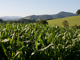 Cornfield Between St Jean Pied de Port and Roncevaux, Pyrenees, Basque Country, France Photographic Print by Phil Clarke-Hill