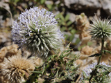 Great Globe Thistle (Echinops Sphaerocephalus), Samos, Greek Islands, Greece, Europe Photographic Print by Nick Upton