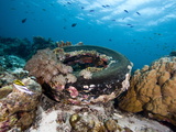 Coral Encrusted Tyre at Nalusuan Marine Sanctuary, Cebu, Philippines, Southeast Asia, Asia Photographic Print by Lisa Collins