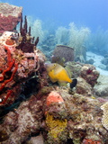 White Spotted Filefish (Cantherhines Macrocerus), St Lucia, West Indies, Caribbean, Central America Photographic Print by Lisa Collins