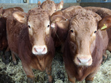 Pedigree South Devon Cattle, Devon, England, United Kingdom, Europe Photographic Print by David Lomax