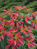 Poinsettia Amongst Tea Plants, Near Munnar, Kerala, India, Asia Photographic Print by Stuart Black