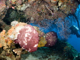 Coral Encrusted Overhang, St. Lucia, West Indies, Caribbean, Central America Photographic Print by Lisa Collins