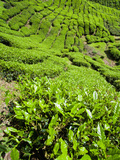 Boh Tea Plantation, Cameron Highlands, Malaysia, Southeast Asia, Asia Photographic Print by Matthew Williams-Ellis