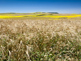 Weeds in Wheat and Summer Fields, Cadiz, Andalucia, Spain, Europe Photographic Print by Giles Bracher