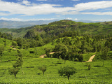 View of Tea Plantations from Lipton's Seat, Haputale, Sri Lanka, Asia Fotografie-Druck von Jochen Schlenker